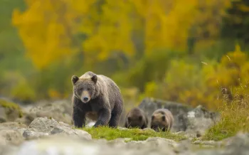 Alaskan brown bear (Ursus arctos) sow walking with her cubs in Lake Clark National Park. The setting showcases a vibrant backdrop of autumn foliage, capturing the scenic beauty of their natural habitat. A precise moment in wildlife showcasing both the animal's majesty and the park's essence.