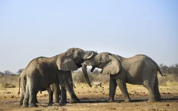 Two elephant bulls playfully fighting.