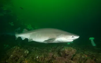 A Bluntnose Sixgill Shark swims in cloudy water.