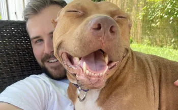 dog smiling, sitting on a person's lap