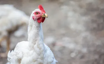 White chickenstanding in rural enviorment