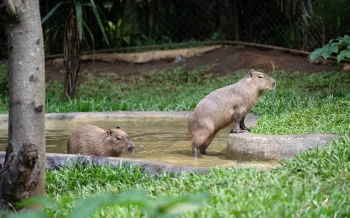 Two capybaras enjoy a pool in sanctuary