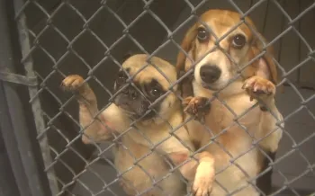 two dogs peering through a fence