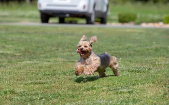 a small dog joyfully running across a grassy field