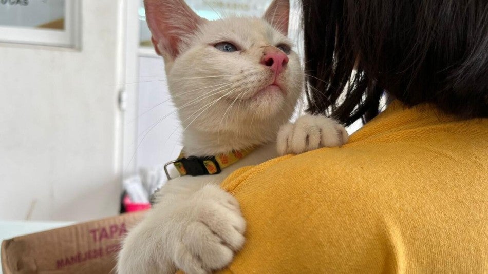 A cat being held by a person