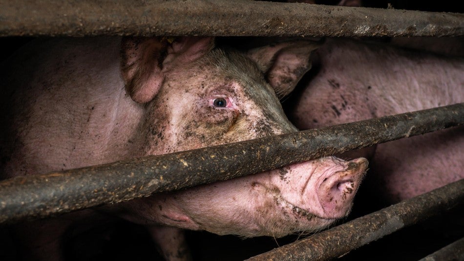 Pig behind bars