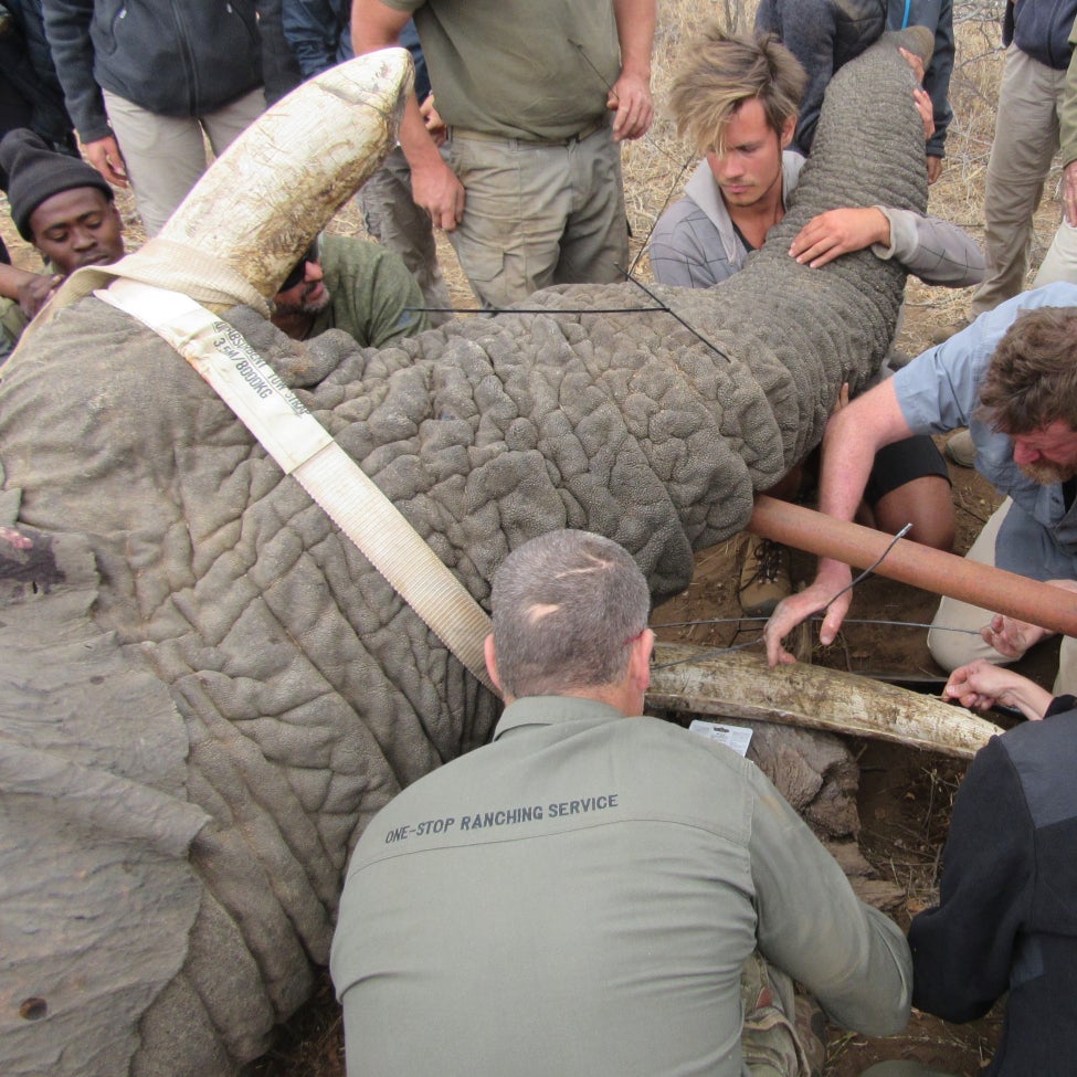 Elephant tusk brace