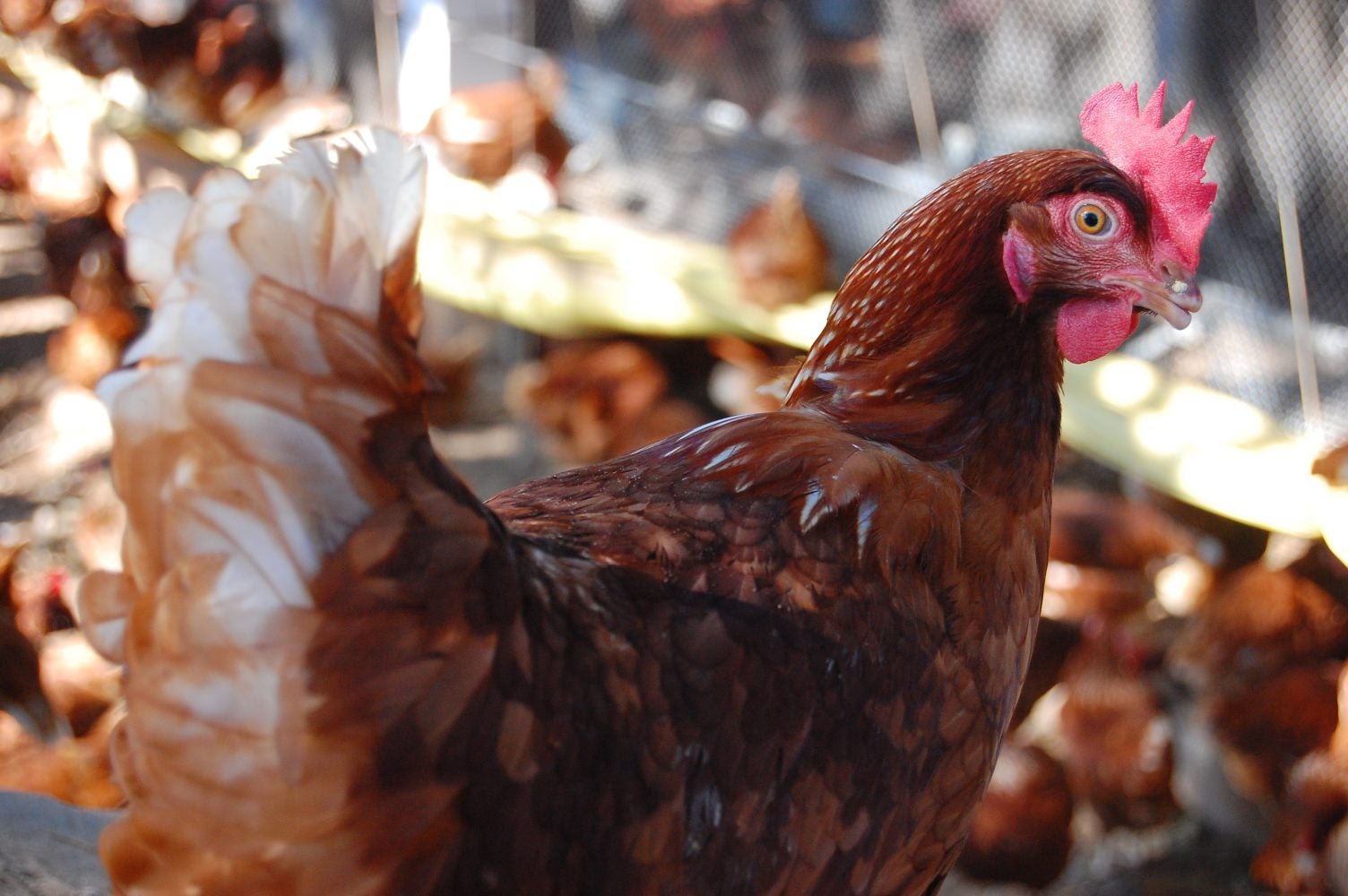 Cage-free chickens in Brazil.