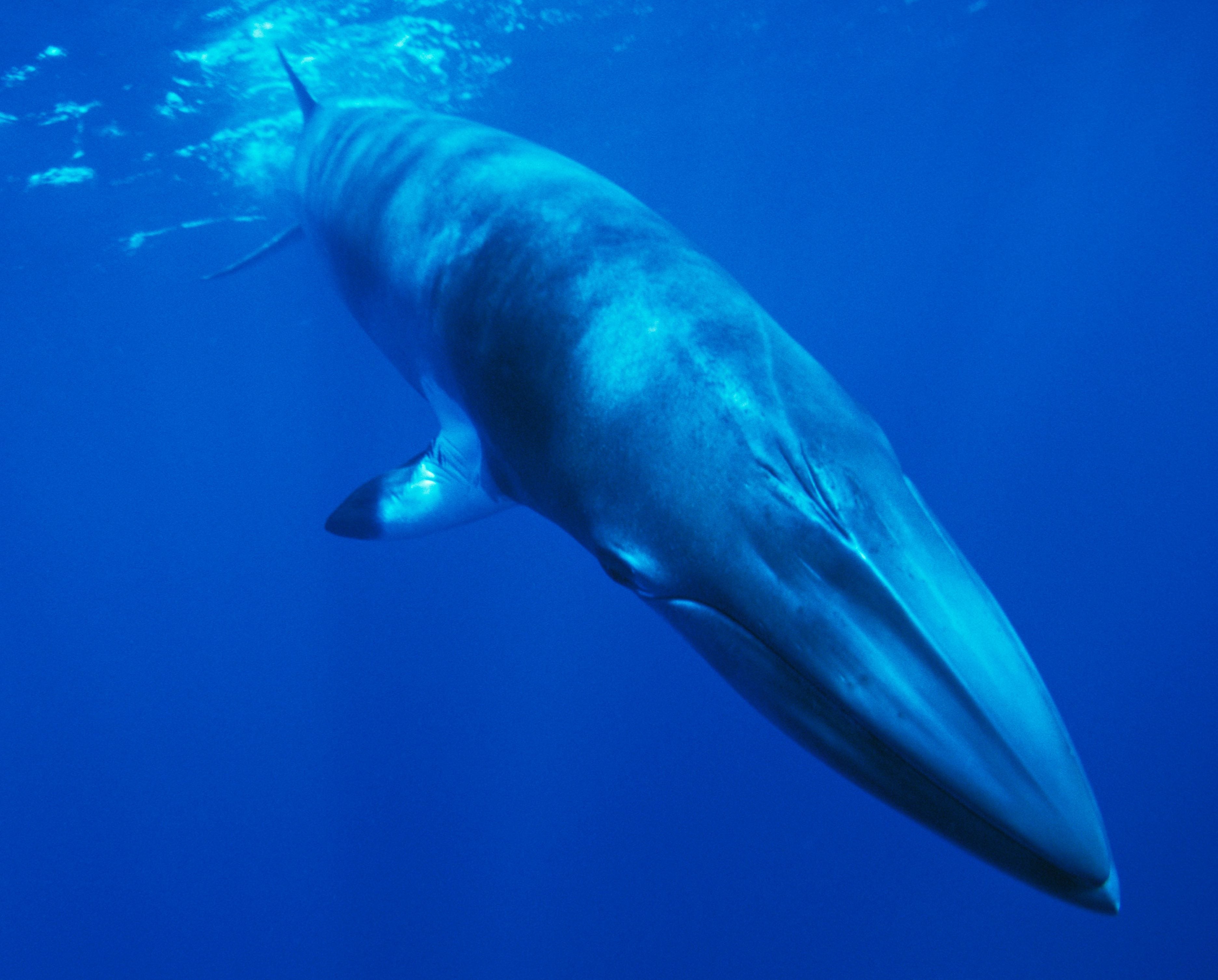 Dwarf minke whale