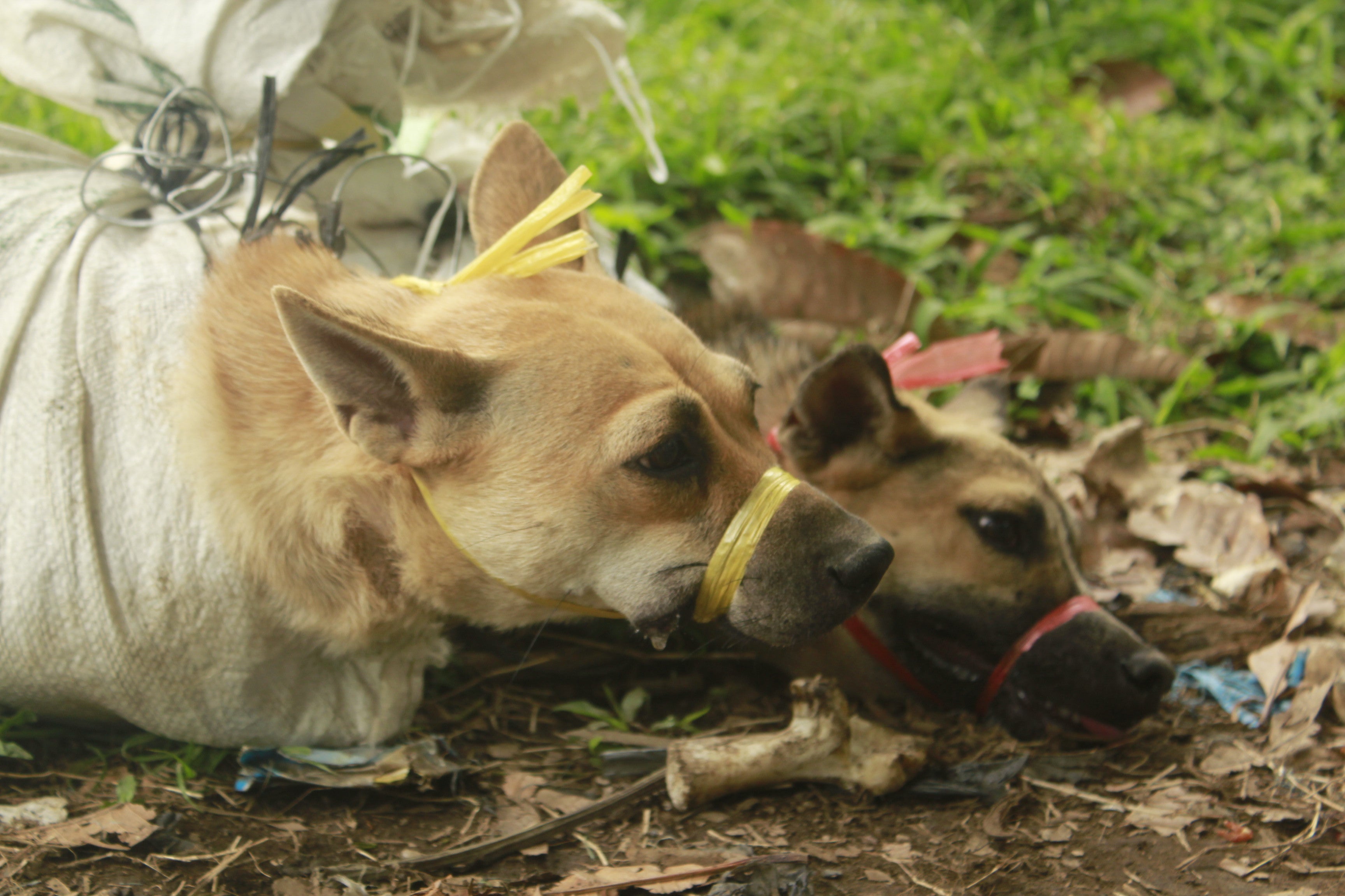 Dogs in Indonesia