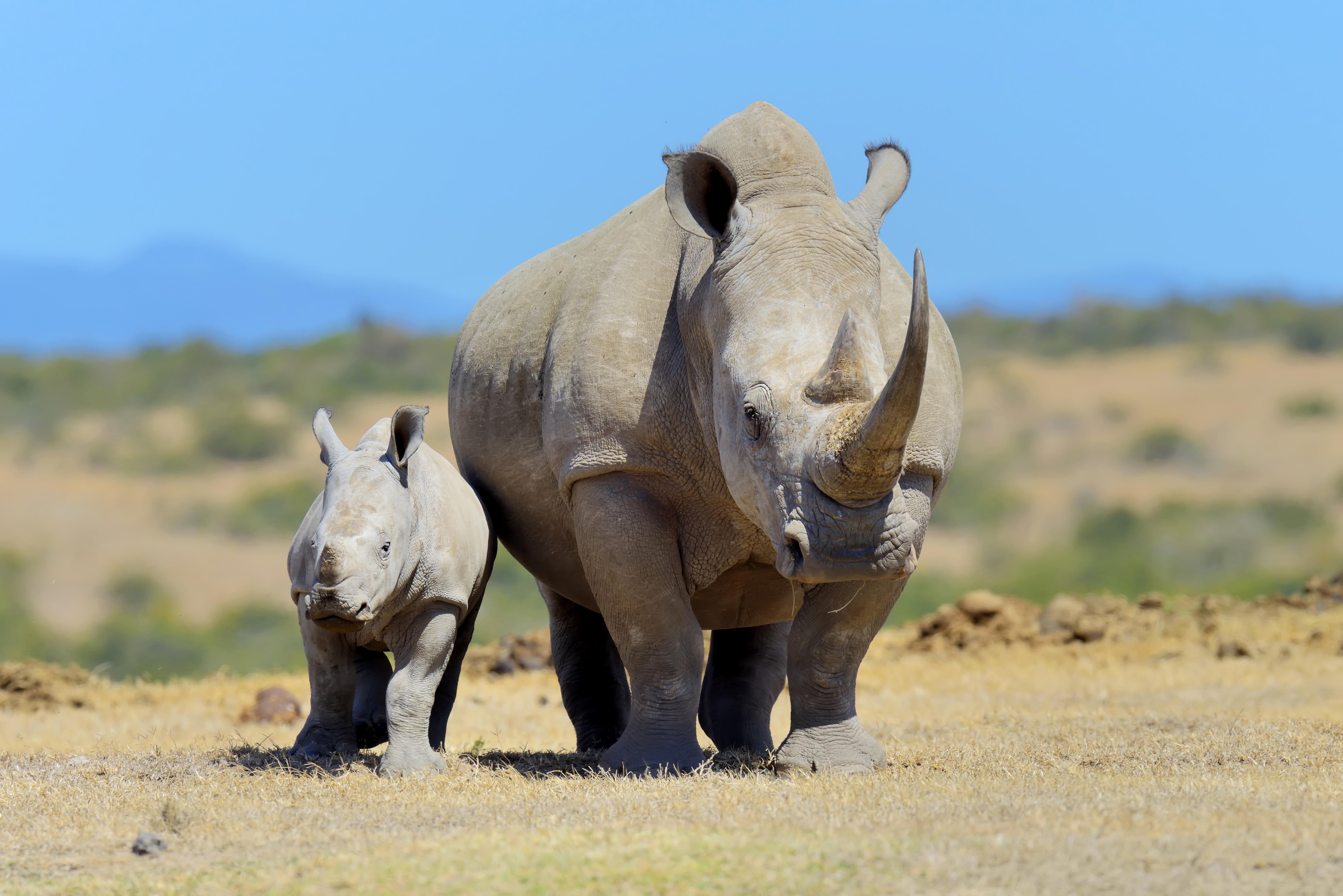 Rhino and baby