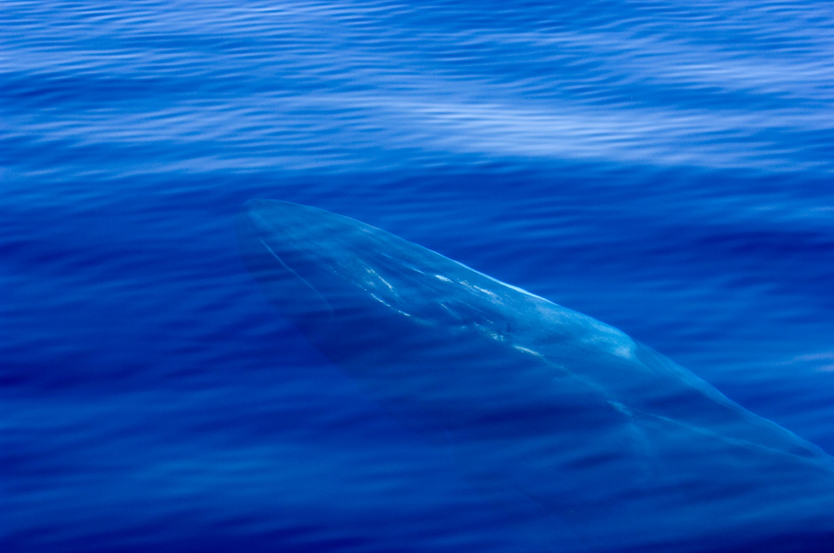 Sperm whale