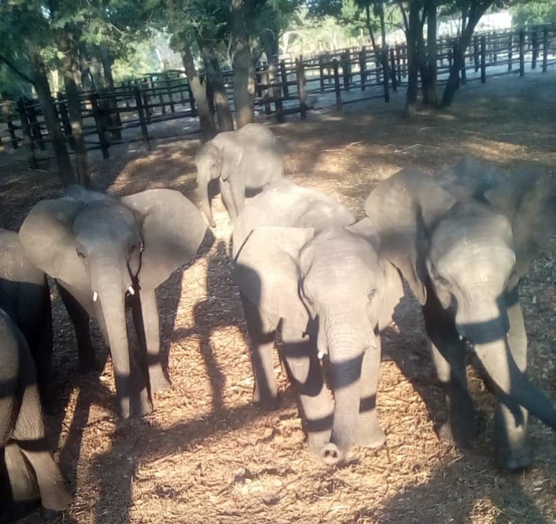 Baby elephants