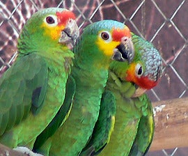 Parrots seized from the illegal wildlife trade