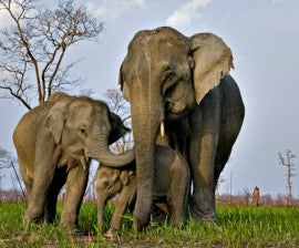 Elephants