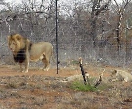 Captive lion   