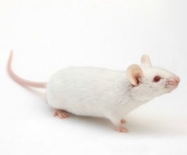 A white mouse