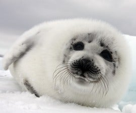 Harp seal