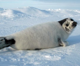 Harp seal