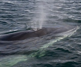 Minke whale