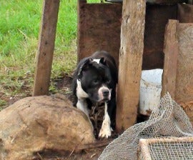 Dog forced to take part in dogfighting.